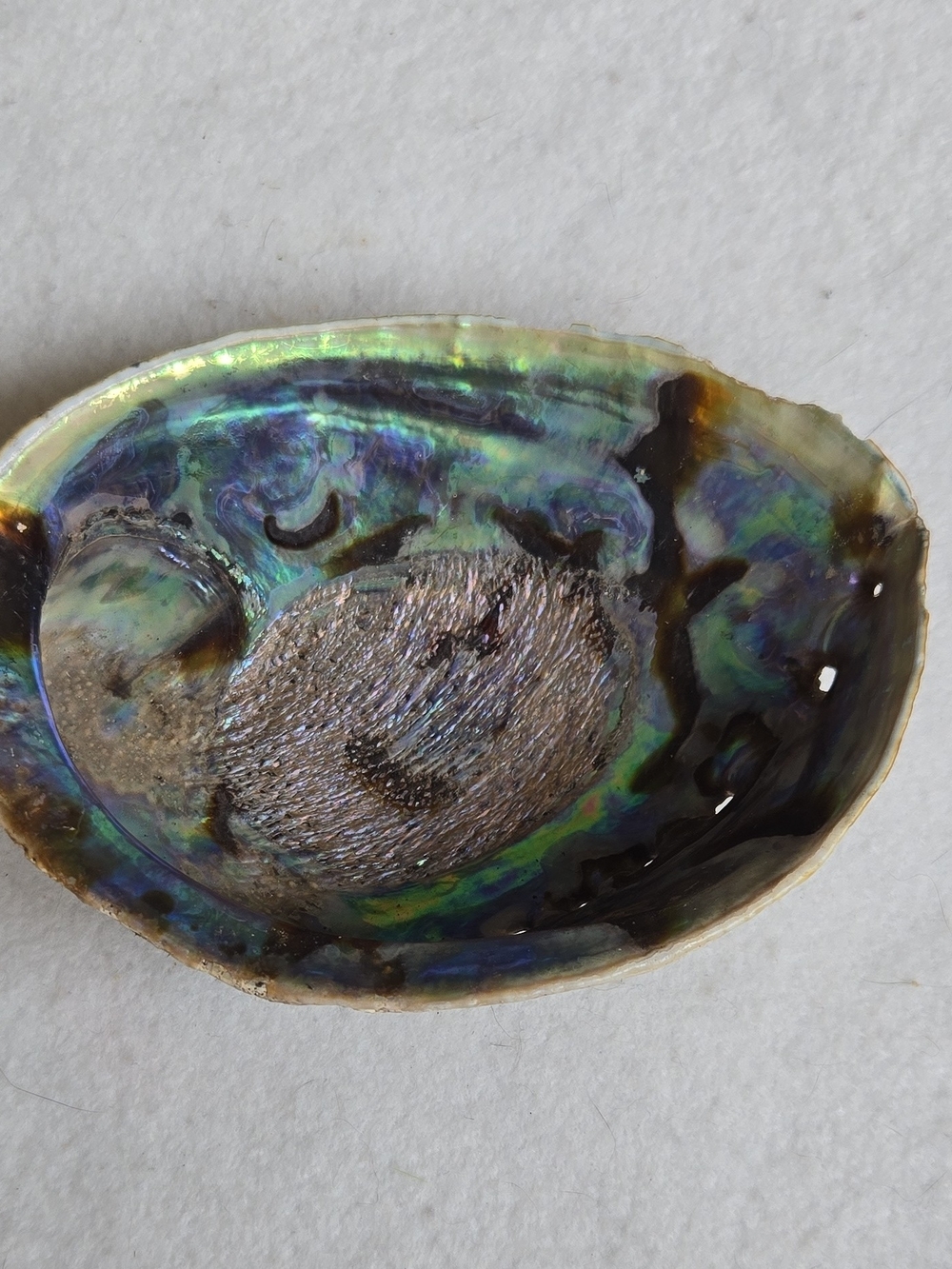 Large Iridescent Abalone Shell Accent Dish - Blue Green Purple